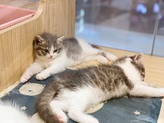 -屋虎猫馆(宝安大仟里店)