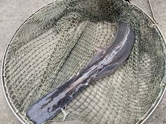 -鸿渡渔庄·特色鸭咀鱼