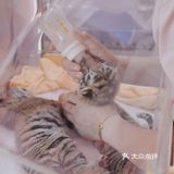 江浙沪周边游🐯宁波雅戈尔动物园互动全攻略