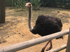 -大连森林动物园