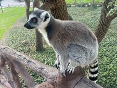 -上海野生动物园老虎餐厅