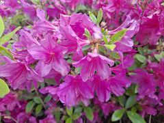 -羊亭河湿地公园