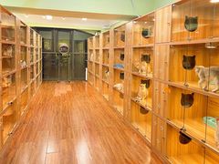 -猫十亿·布偶金渐层·曼基康矮脚猫舍(青年路店)