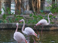 -清迈夜间动物园