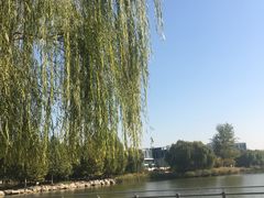 -大兴滨河森林公园