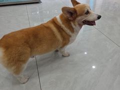 -安安宠医宠物医院·异宠·犬猫内科(岳阳分院)