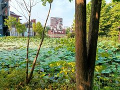 -东台西溪天仙缘景区