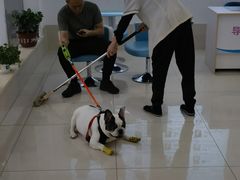 -北京观赏动物医院·24小时大型综合·猫专科·异宠专科