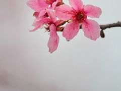 -天适樱花悠乐园