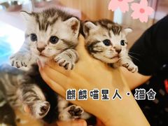 -70cat德文卷毛猫·缅因猫纯种猫舍