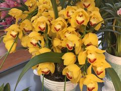 -南通洲际绿博园