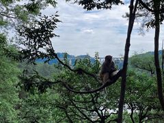 -黔灵山公园