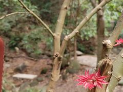 -火炉山森林公园