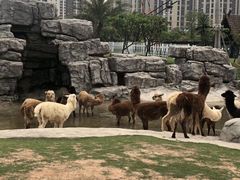 -灵玲国际马戏城