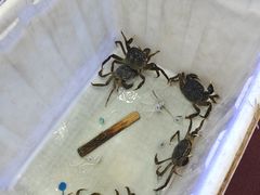 -蟹状元大闸蟹·年货·粽子(成都成华店)