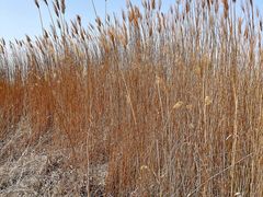 -野鸭湖国家湿地公园