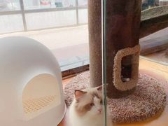 -糯米喵星人总部直营旗舰店·猫舍·幼猫出售