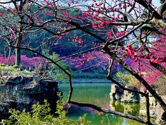 -红梅公园
