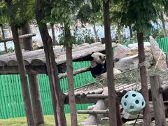 -西霞口神雕山野生动物世界