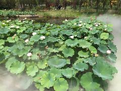 -微山湖红荷湿地景区