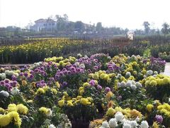 东篱菊园-三圣花乡旅游区