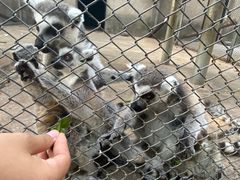 -合肥野生动物园