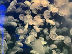 -海合安青岛极地海洋公园