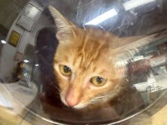 -瑞派旺宝宠物医院·犬猫全科综合·尿道专科(莲兴院)