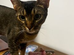 -柴迷FANS CLUB·柴犬狗咖·猫咖