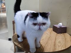 -藏猫猫咖啡主题馆(中央大道店)