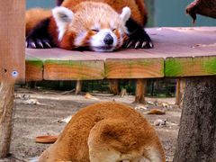 -可伦宾野生动物保护区