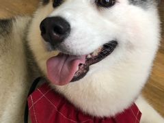 -Husky Go! 哈士奇体验馆·宠物咖啡厅狗咖