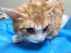 -乐琪宠物医院·犬猫专科·骨外科·急重症