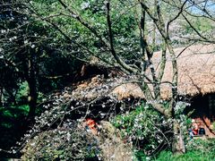 -中国茶叶博物馆(双峰馆区)