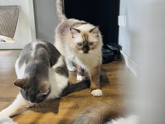 -东方名猫馆·英短金渐层布偶猫舍(环线广场1号楼店)