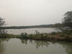 -大湾区中央湿地公园