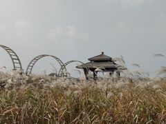 -宁波杭州湾国家湿地公园