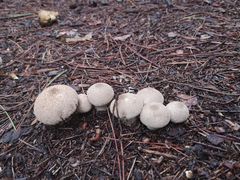 -帽儿山国家森林公园