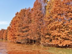 -上海海湾国家森林公园