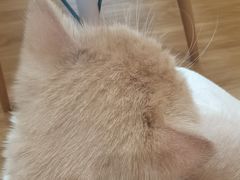 -滚猫咖啡·猫咖·猫友好撸猫(未来城店)