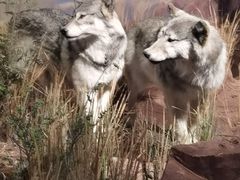 -陕西自然博物馆