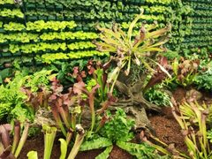 -石家庄市植物园