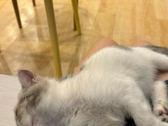 -猫咪派对(江南西店)