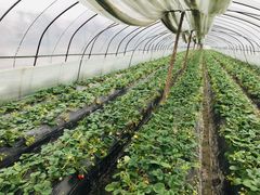 -胜丰草莓采摘园