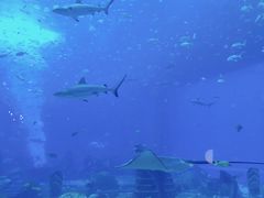 -亚特兰蒂斯•OSSIANO奥西亚诺海底餐厅