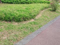 -王借岗森林公园