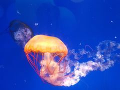 -海合安青岛极地海洋公园