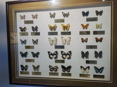 -上海昆虫博物馆