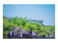 -嘉定紫藤园