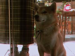 -柴务处·柴犬主题狗咖